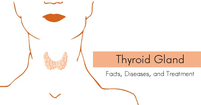 Thyroid Gland: Facts, Diseases, and Treatment